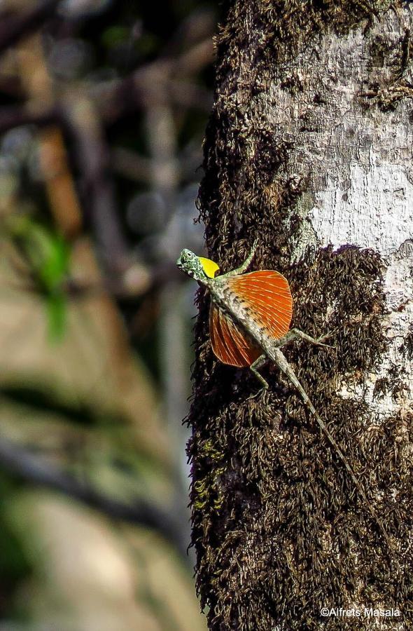 Tangkoko Ranger Homestay Bitung Ngoại thất bức ảnh