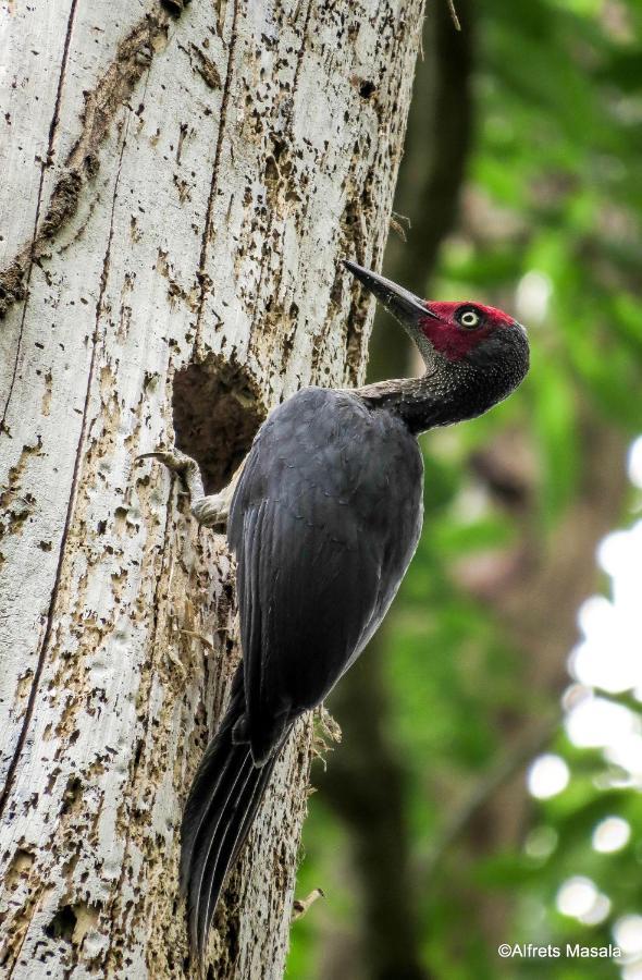 Tangkoko Ranger Homestay Bitung Ngoại thất bức ảnh