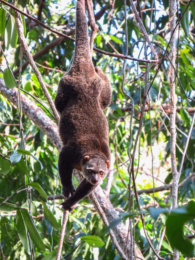 Tangkoko Ranger Homestay Bitung Ngoại thất bức ảnh